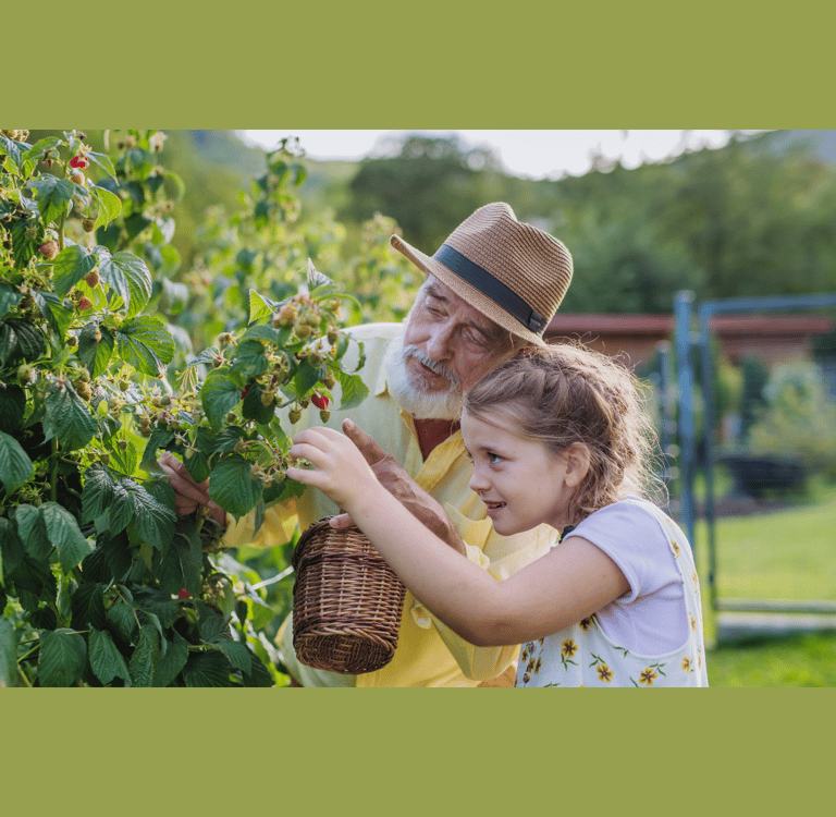 Elderly man picking raspberries with young girl