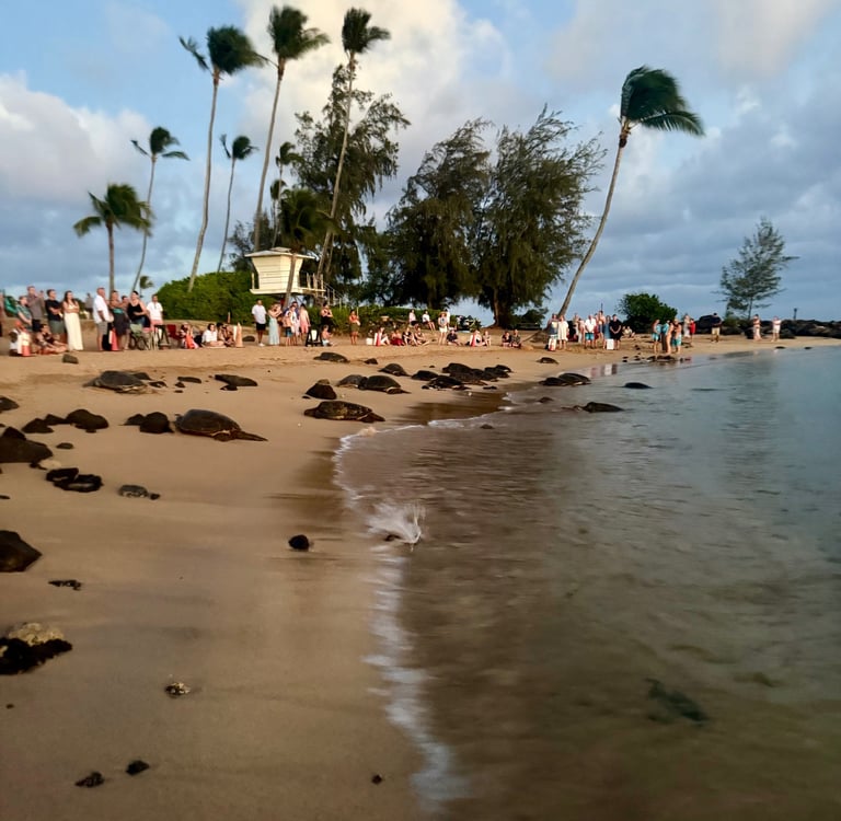 turtles at poipu beach kauai Hawaii