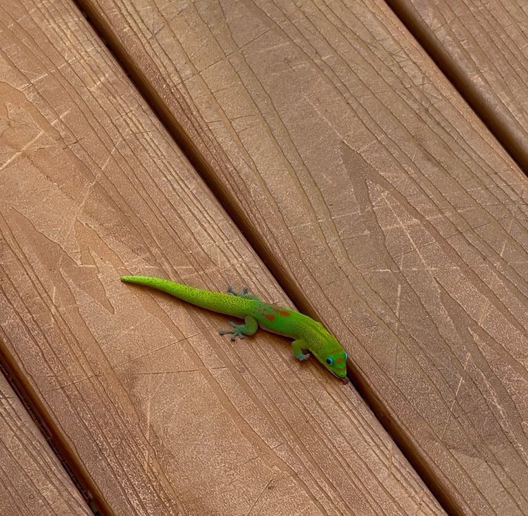 Kauai Gecko Hawaii