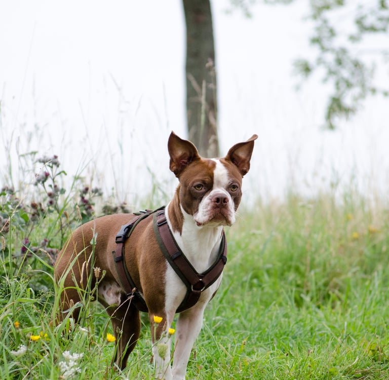 Boston Terrier Murphy