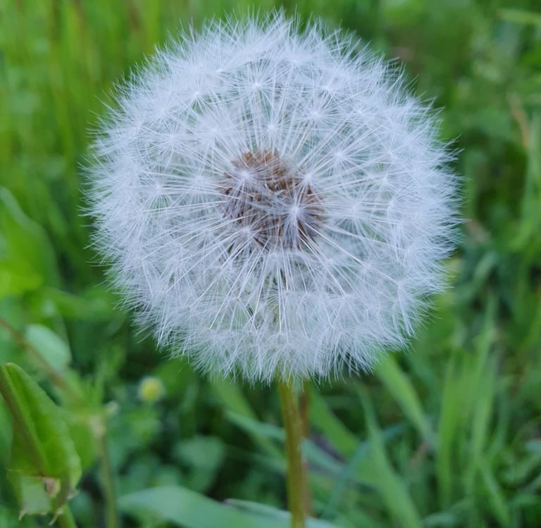 Geštalto psichoterapeutė