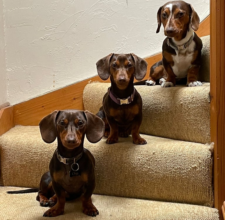 Chief Cuddle Officers - Dachshunds