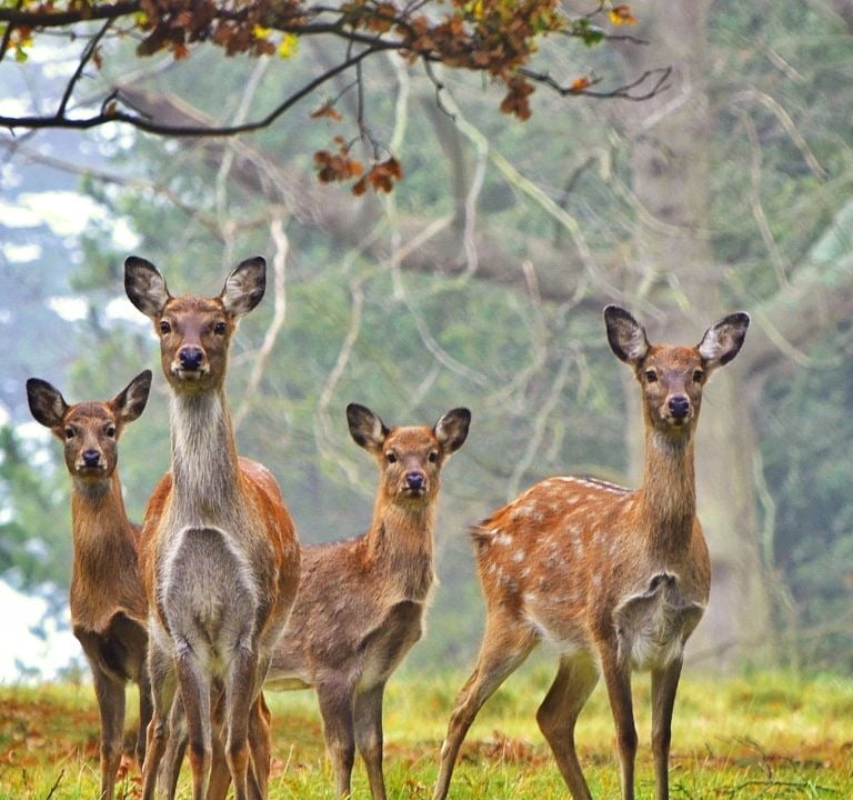 Herd of deer