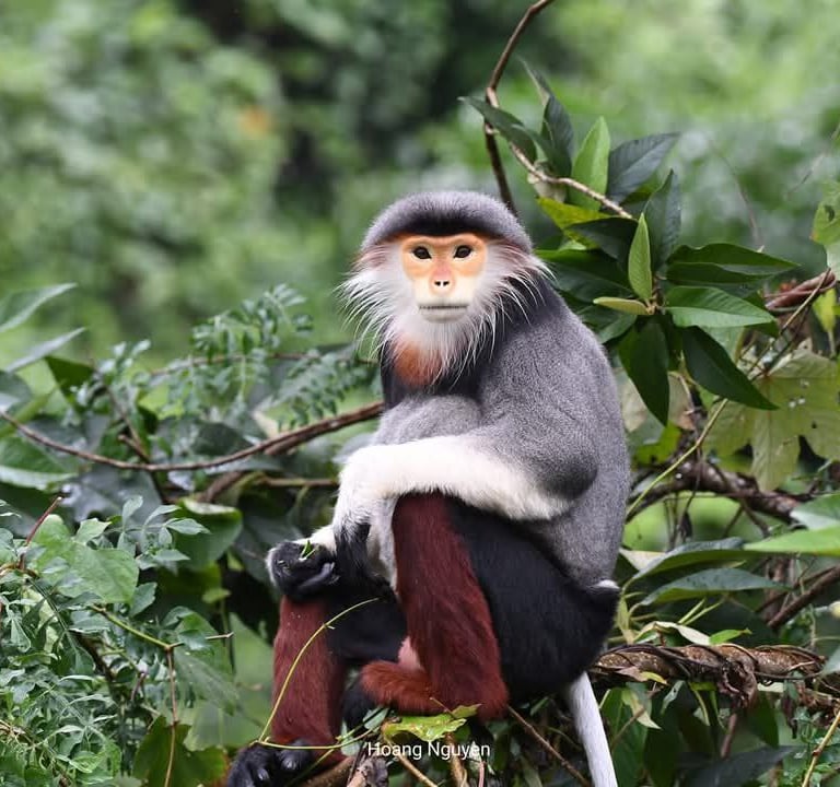 An alpha male red shanked douc langur in Da Nang.