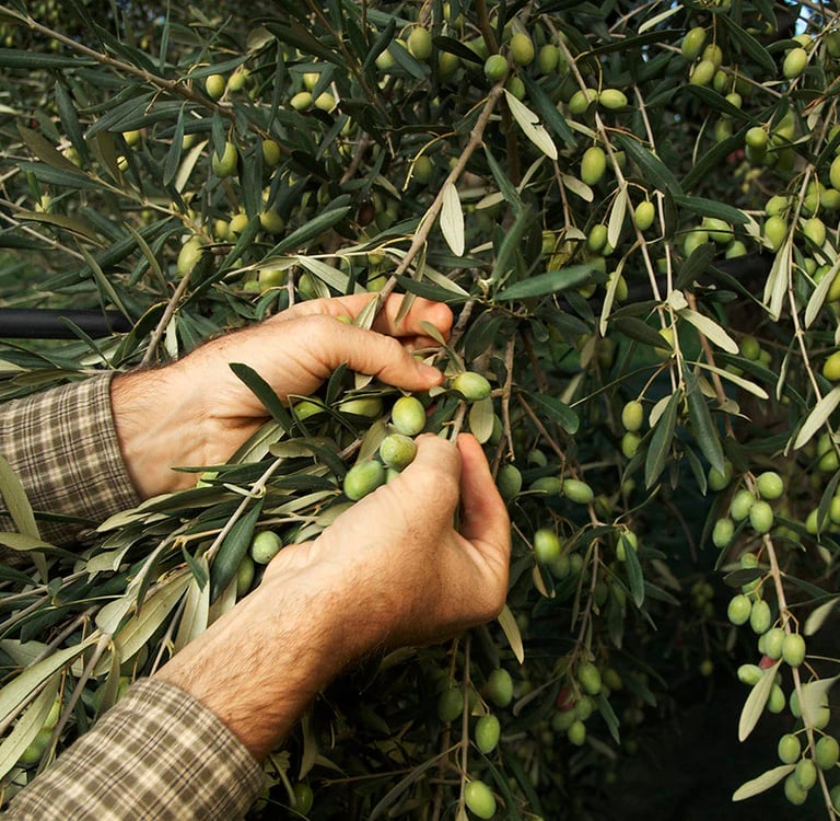 Hands gently hand-picking fresh green olives from an olive tree