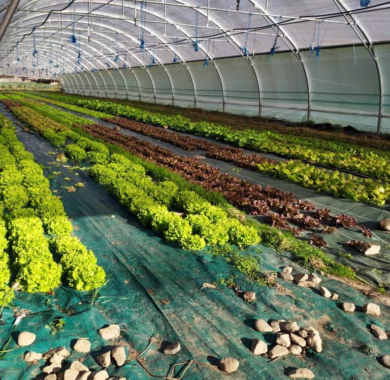 Salades sous serre