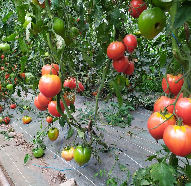 Tomates bio