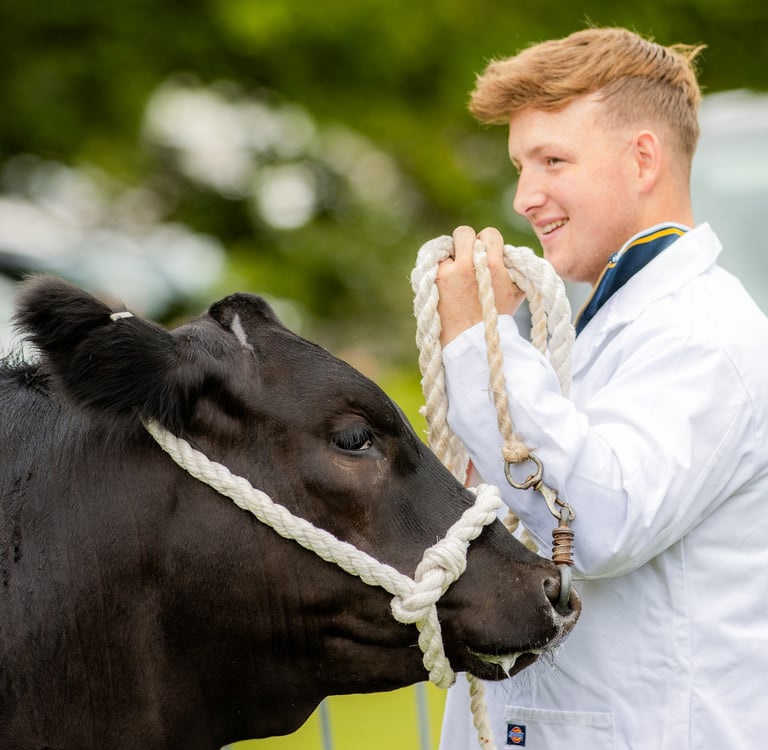 Man showing cow at Cwmdu Show 