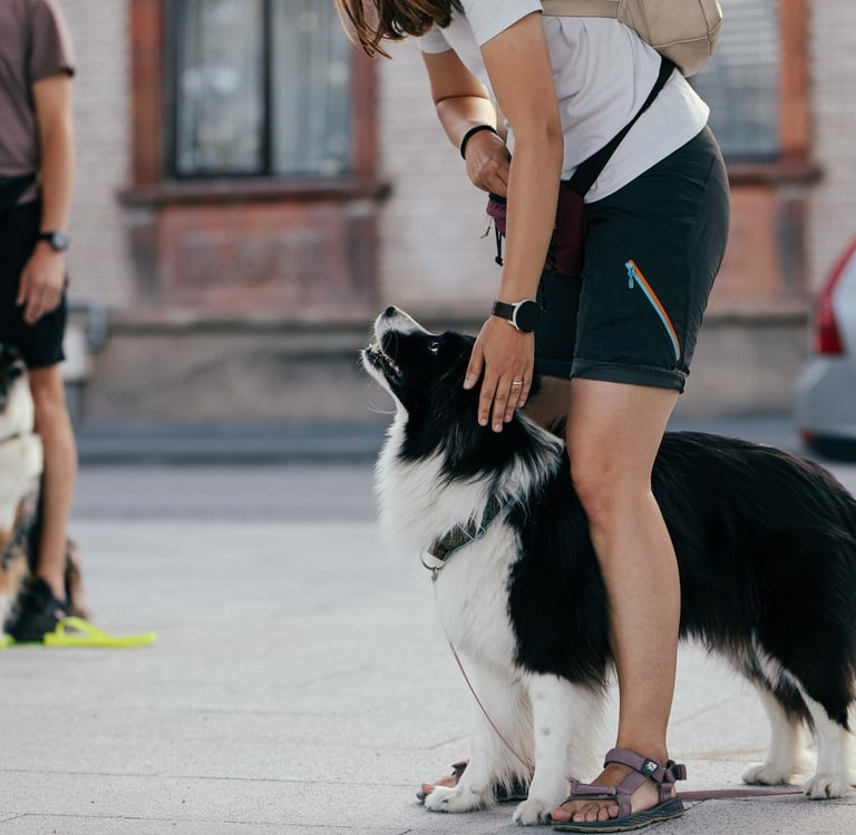 GABUS šunų dresūra