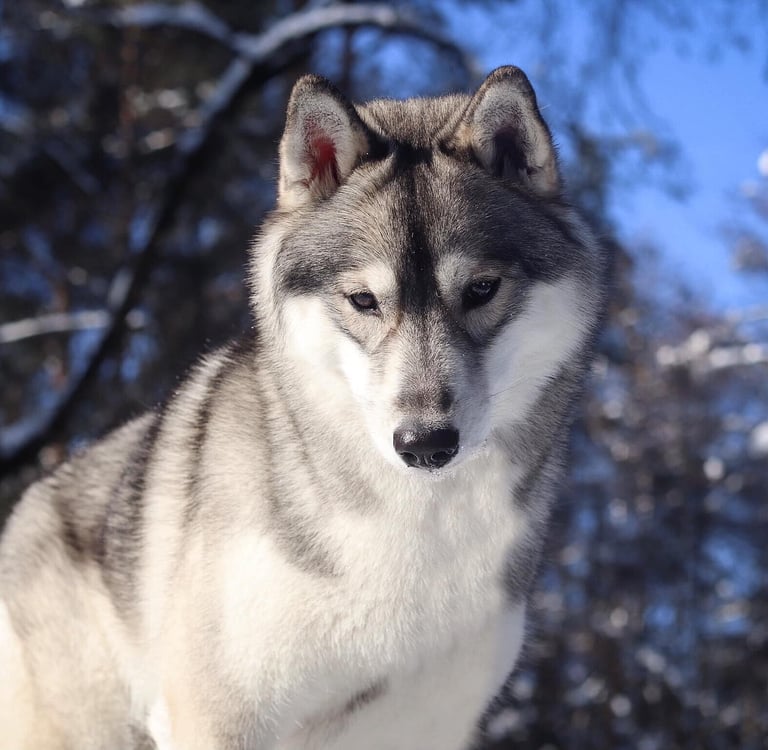 Yakutian laika breeder