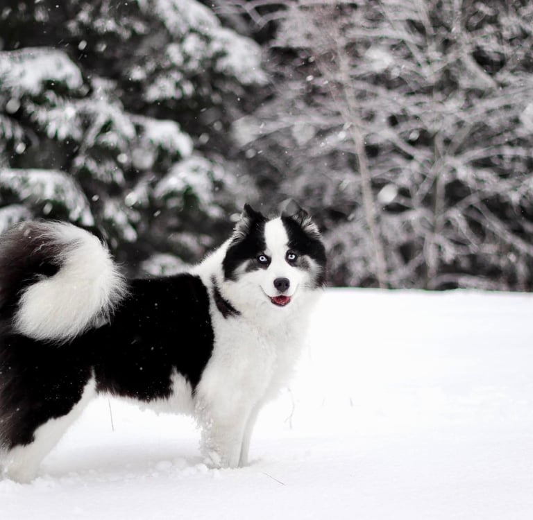 Yakutian laika kennel