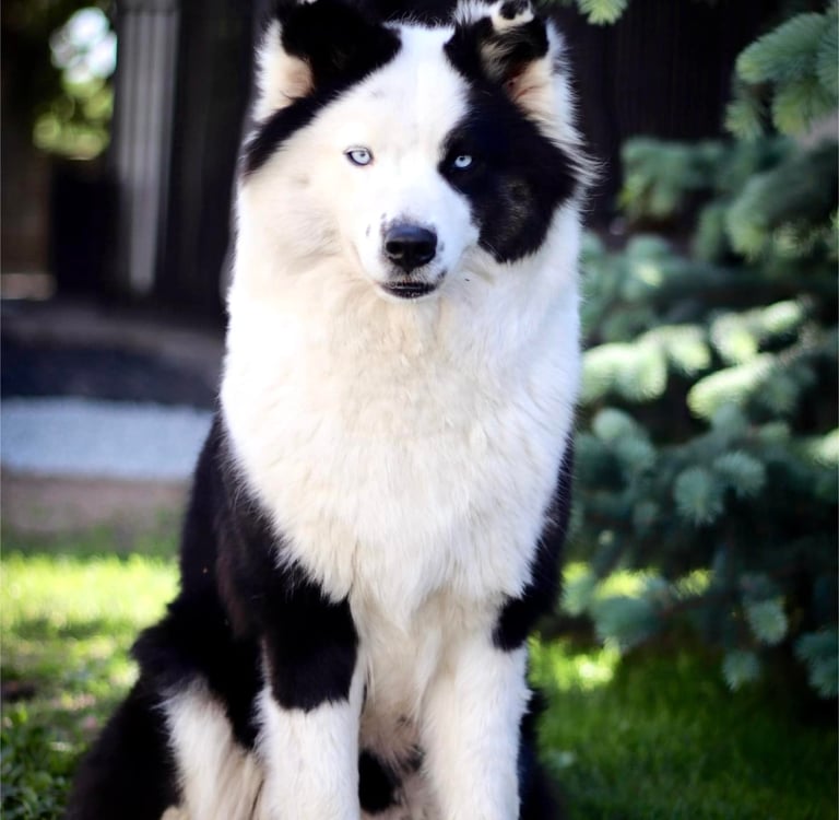 Yakutian laika breeders