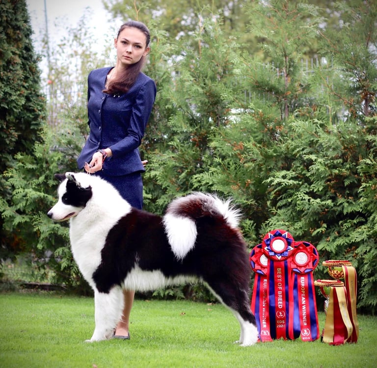 Yakutian laika show breeder