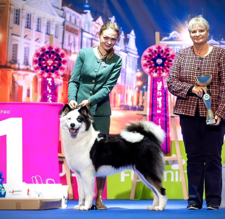 Yakutian laika europe