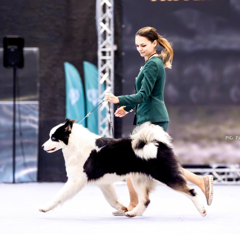 Yakutian laika europe