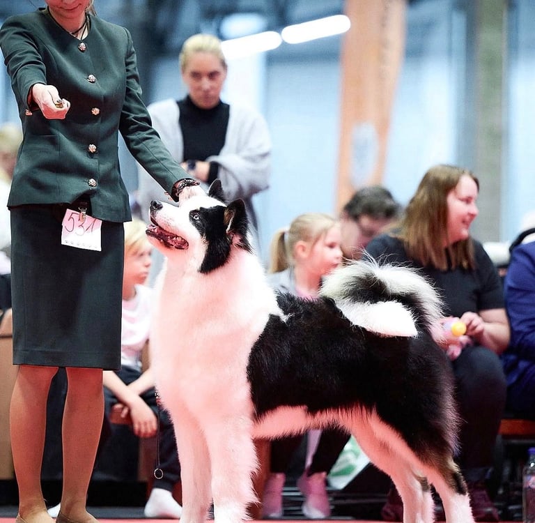 Yakutian laika europe