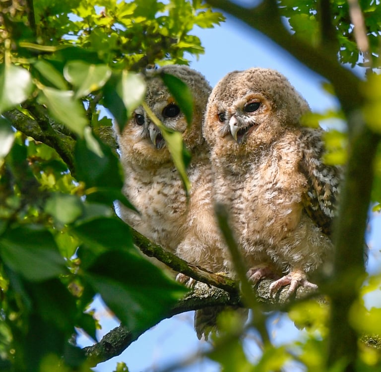 Two Tawny Owlets in Regent's Park.