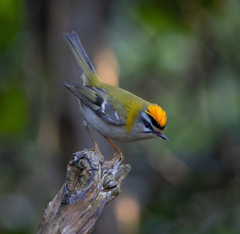 A displaying male Common Firecrest in Regent's Park.