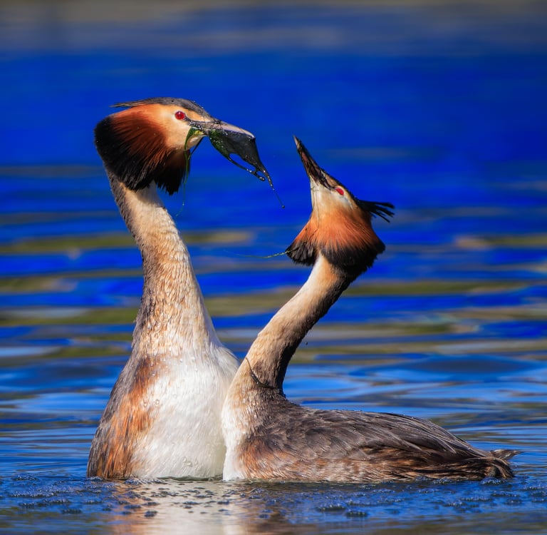 Displaying Great Crested Grebes in front of the boats in Regent's Park.