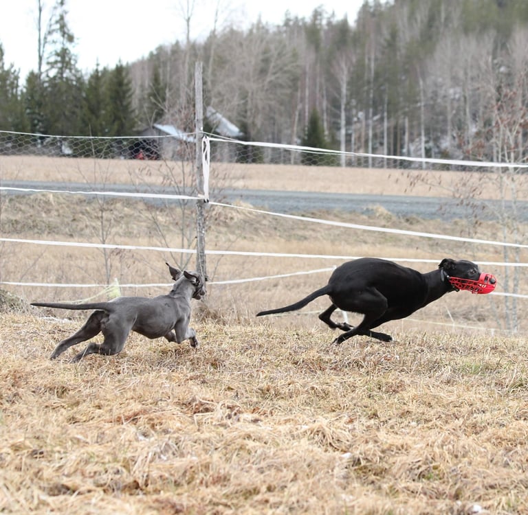 whippet juoksee