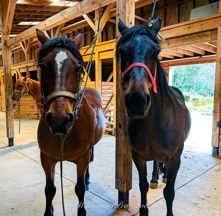 Explora Patagonia hotel private stables with horses