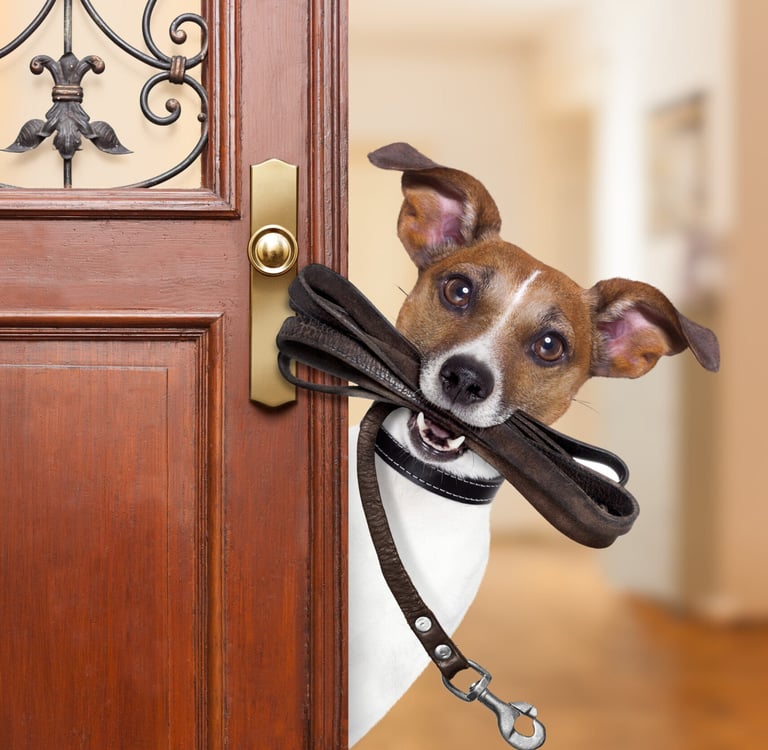 Hund mit leine guckt aus der Tpe