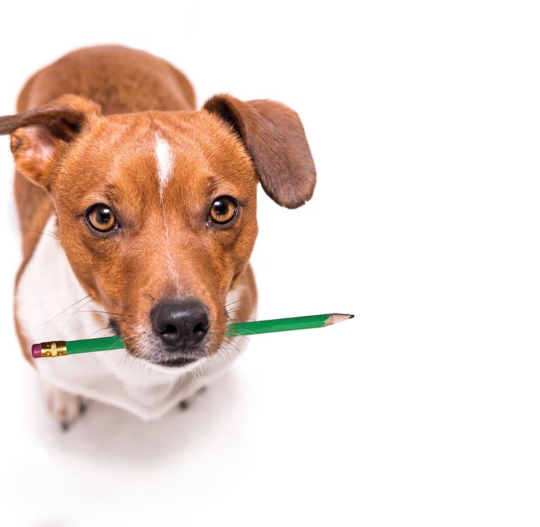 Hund mit Bleistift im Mund