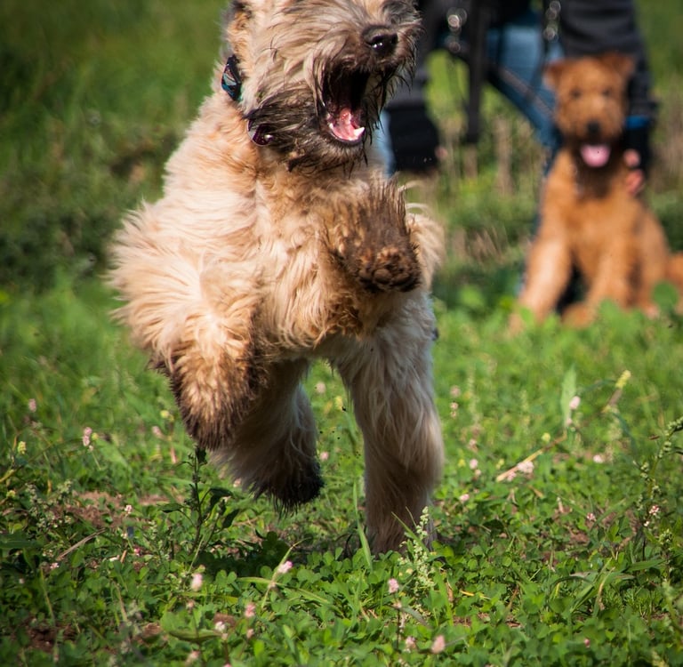 Hund läuft über die Wiese, der andere Hund muss warten