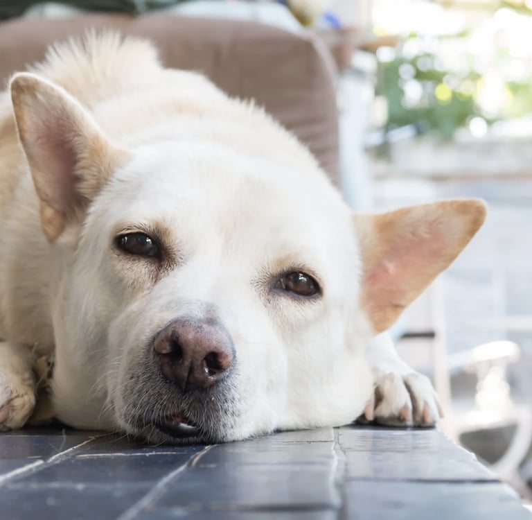 Hund liegt enstpannt au dem Boden