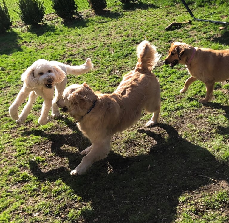 Foto Sozialkontaktstunde für Hunde