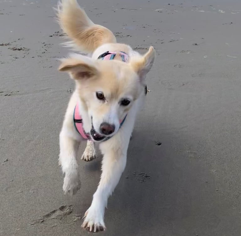 Hund flitzt am Strand