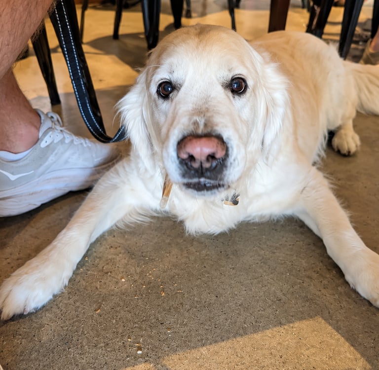 A Golden Retriever lying under table at Sneaky Penguin Brewing