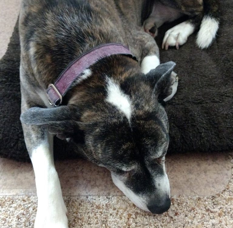 a brindle pit bull curled up and sleeping on a dog bed