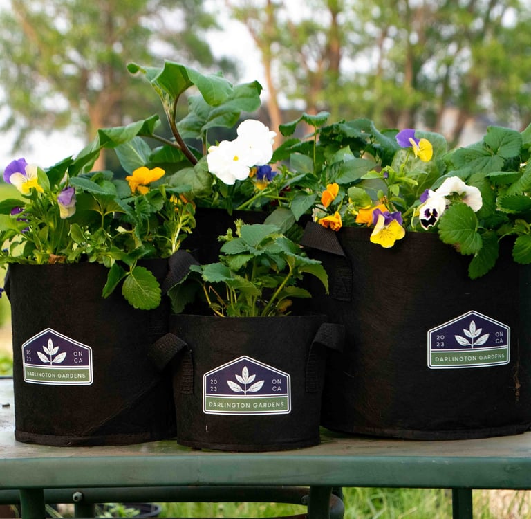 BRAND IMPACT NURSERY