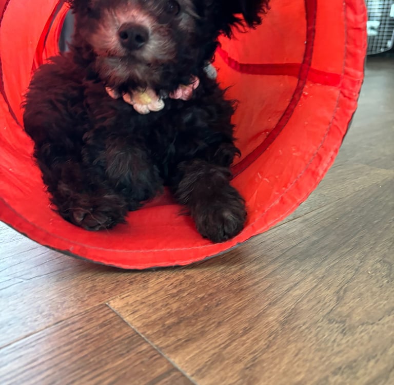 Hungarian Pumi puppy plays in a tunnel during enrichment activities at Szabo Kennel