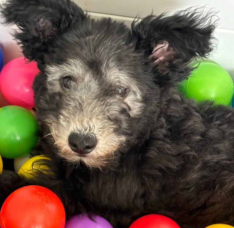 Hungarian Pumi puppy in a ball pit during enrichment activities at Szabo Kennel