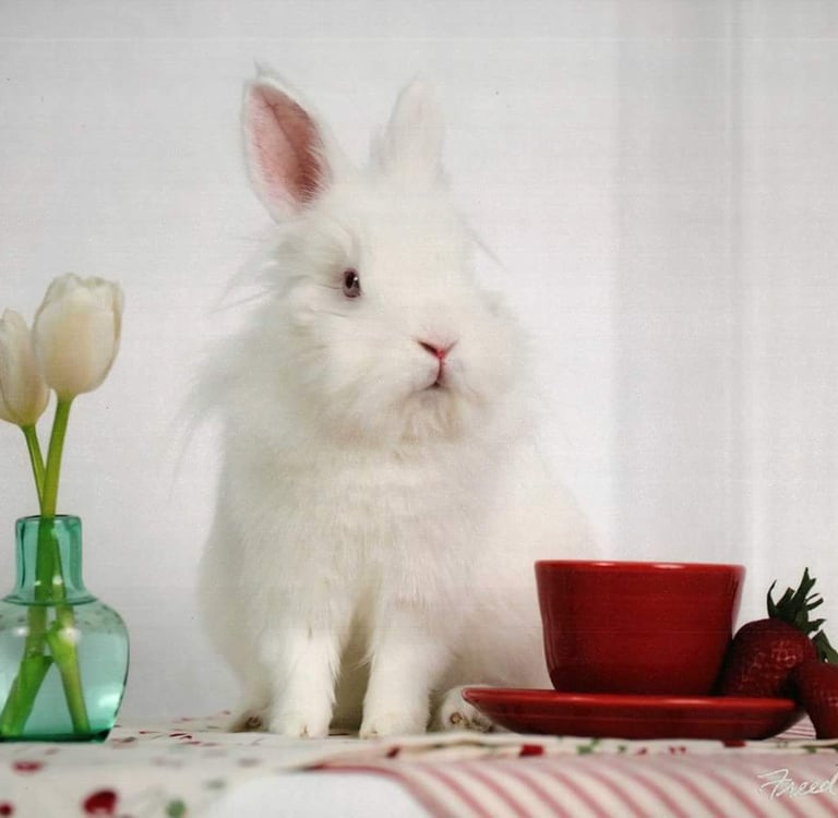 Click for helpful general information