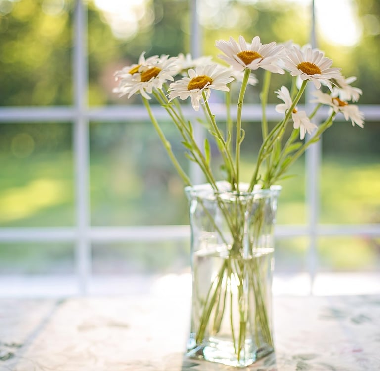 Daisy flowers in front of a clean sunlit window, Elegant Restorations San Antonio