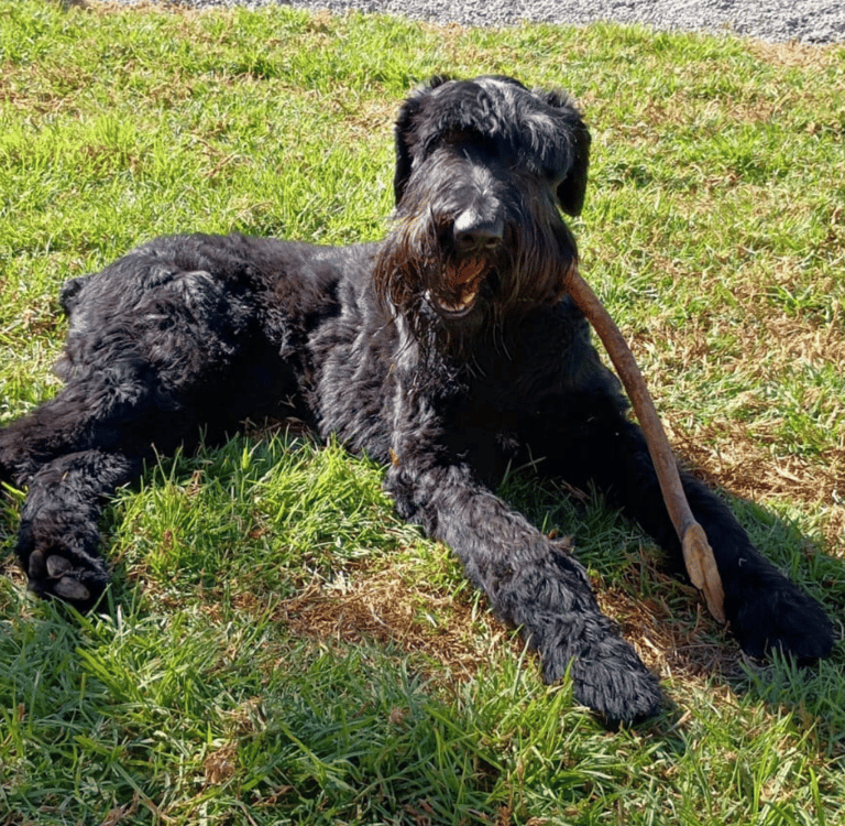 perro lanudo descansando tomando el sol jugando con un palo de madera