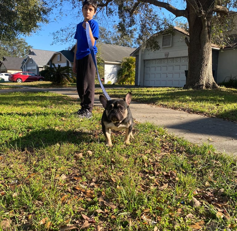 FRENCH BULLDOG, AMERICAN BULLY, TITANIUM KILO KENNELS, XL PITBULL
