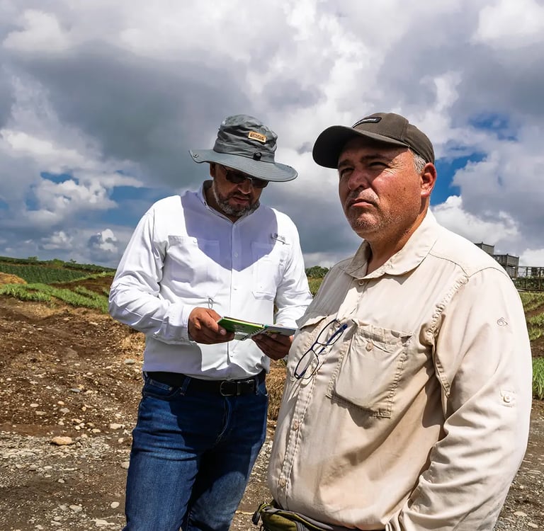 Dos hombres agrónomos parados de forma profesional en un campo de piñas en Ecuador