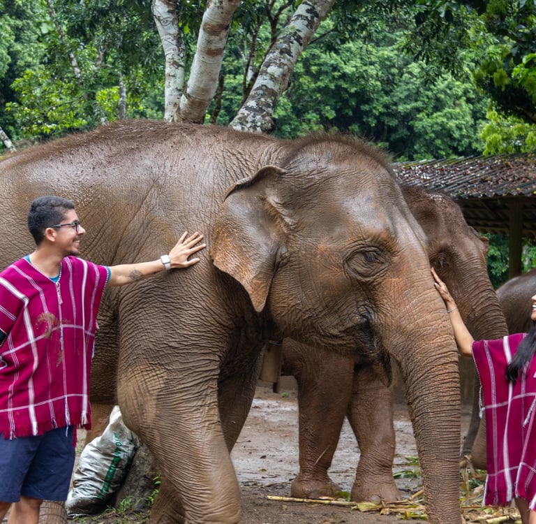 Elefante em Chiang mai