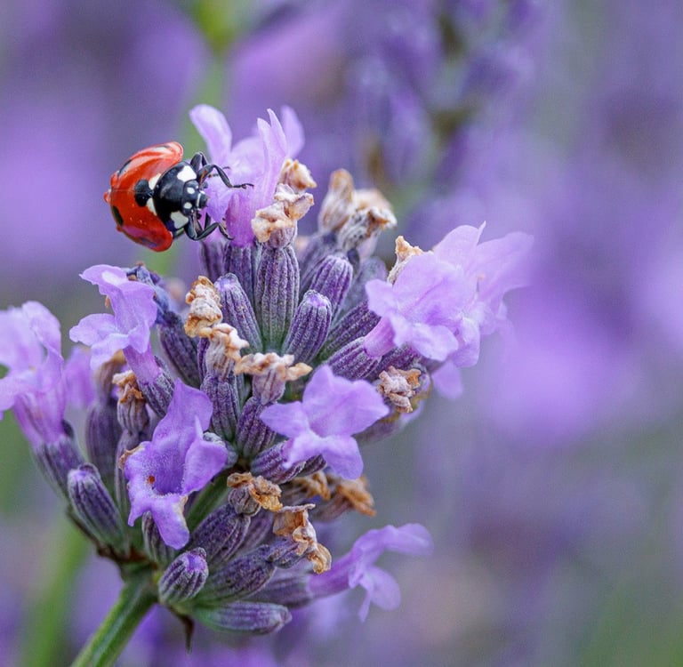 A red ladybug crawls on a purple blooming lavender flower in a garden.