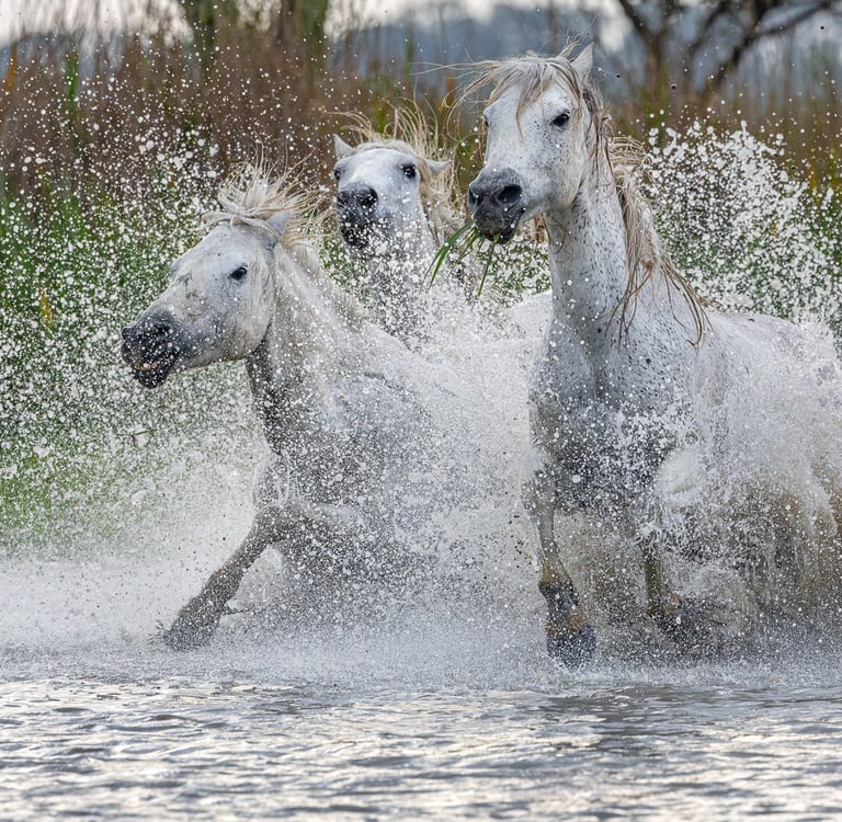 three horses running through the water 