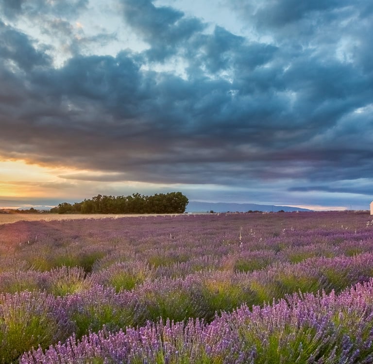 A sunset over blooming purple lavender fields in Provence with a stone cottage under dramatic clouds.