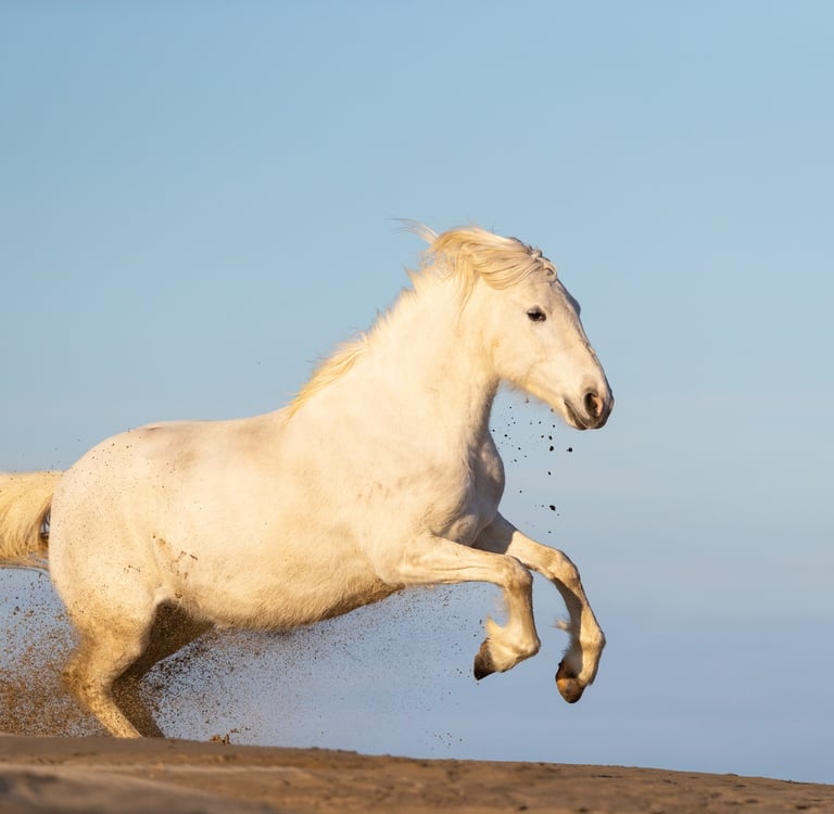 a white horse running on a sandy beach