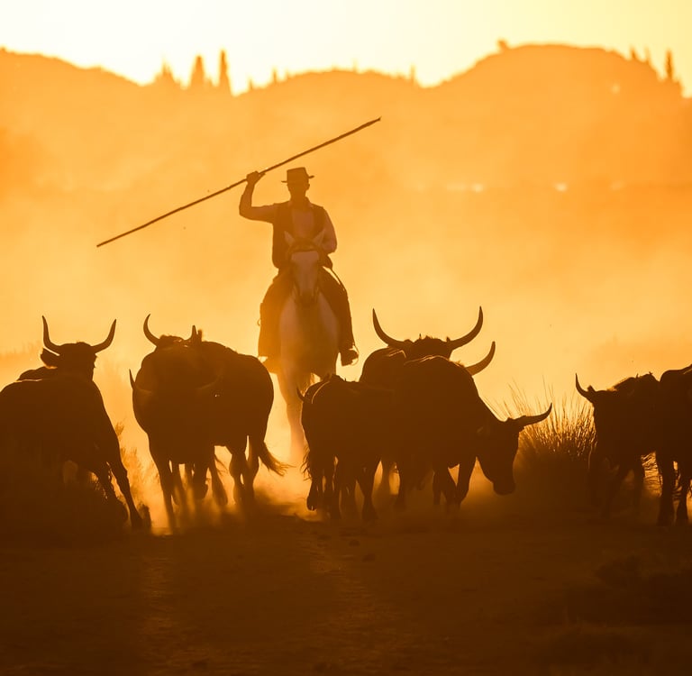 Silhouette of a cowboy herding a stampede of bulls through a dusty landscape during a golden sunset.