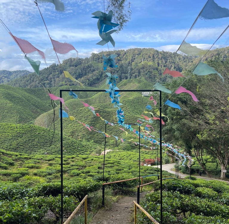 Cameron Valley Tea