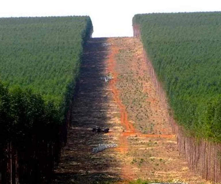 Roçada e Limpeza da Faixa de Servidão