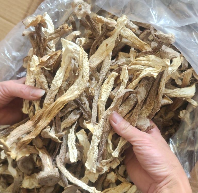 nấm lôc nhung HCM